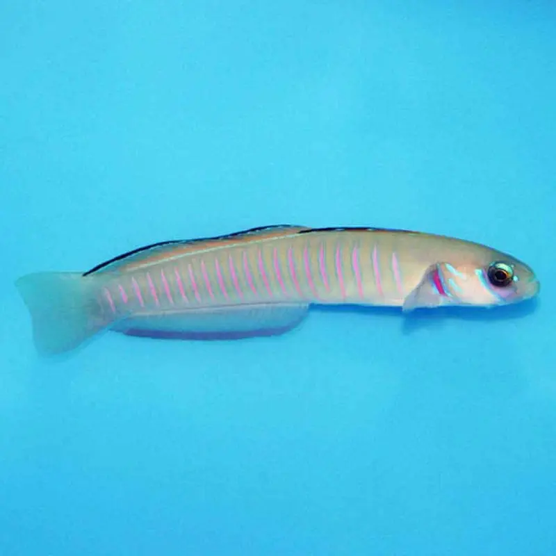 Chinese Zebra Goby - Ptereleotris zebra