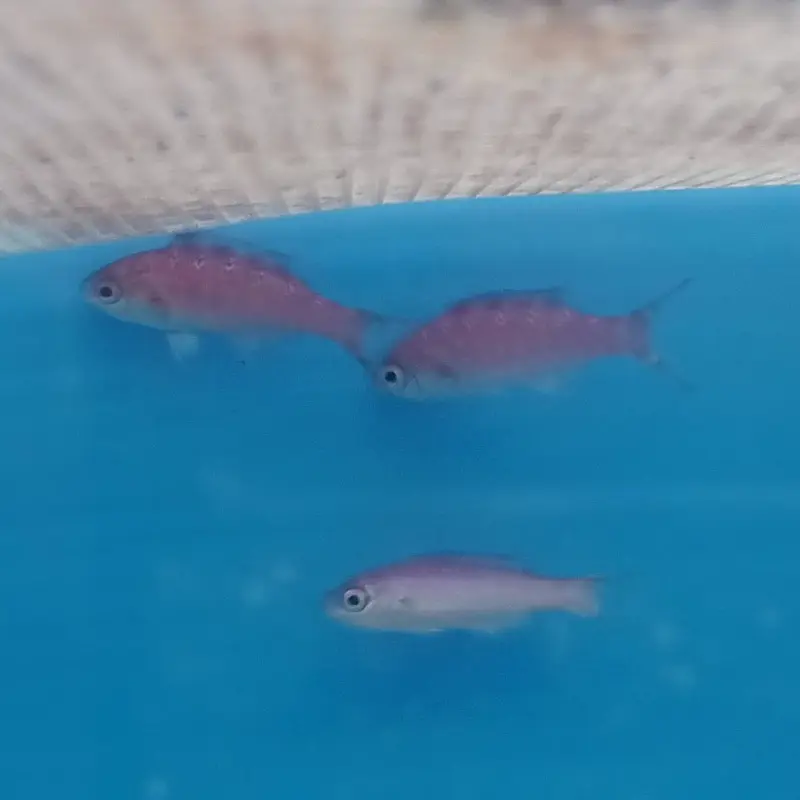 Creole Wrasse - Clepticus parrae - Juvenile