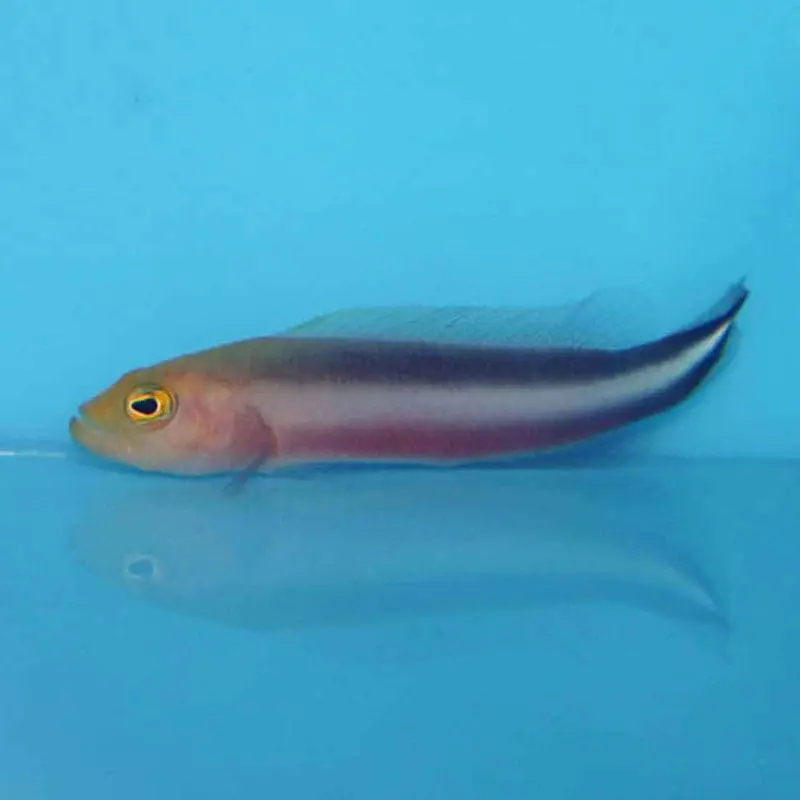 Double-striped Dottyback - Pseudochromis bitaeniatus