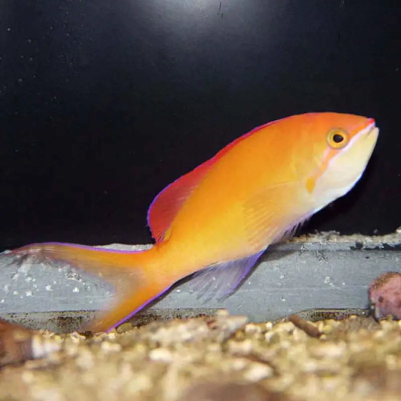 Flame Anthias - Pseudanthias ignitus - Male