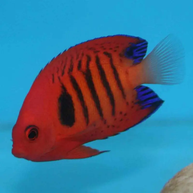 Flame Pygmy Angel - Centropyge loricula - Medium
