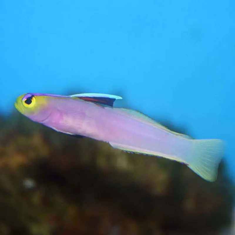 Helfrichi Firefish Goby - Nemateleotris helfrichi