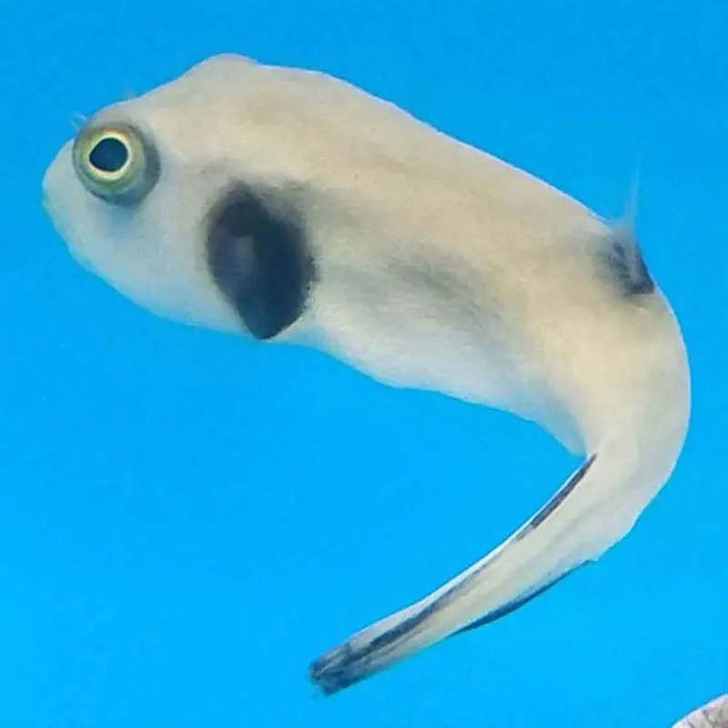 Immaculate Puffer - Arothron immaculatus