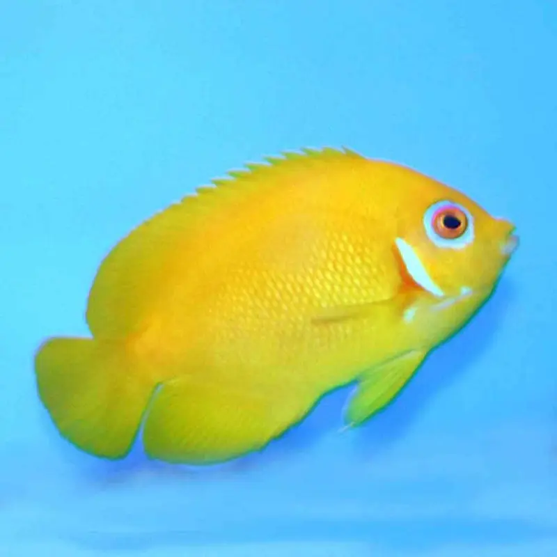 Lemonpeel Pygmy Angel - Centropyge flavissima - Medium
