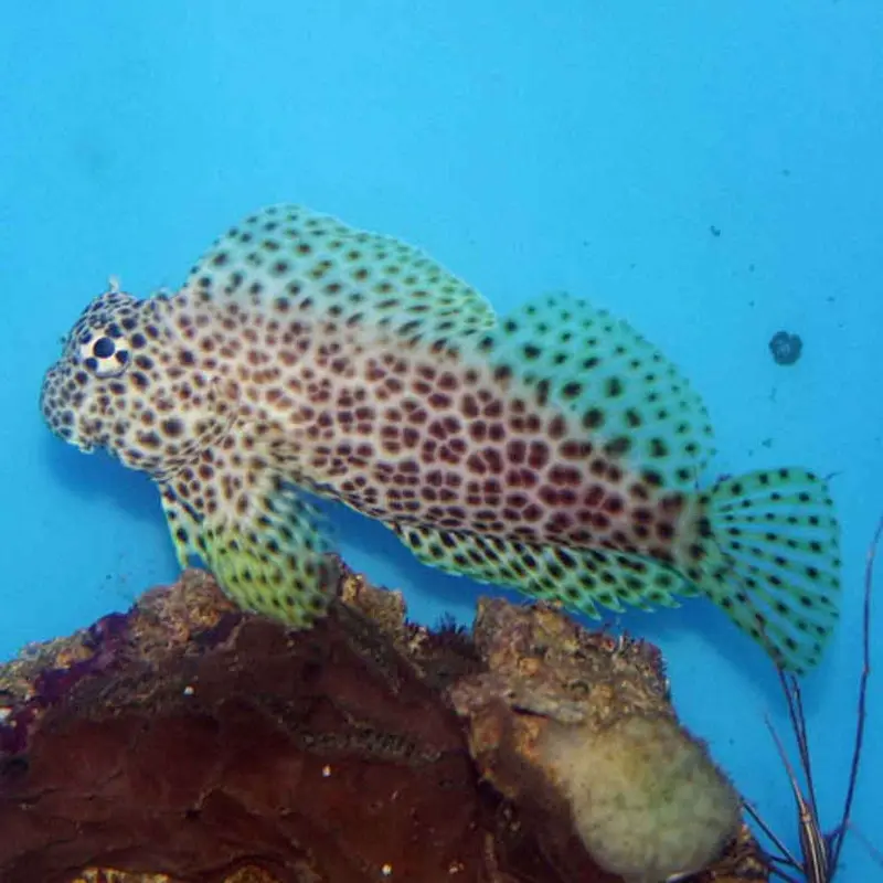 Leopard Blenny - Exallias brevis