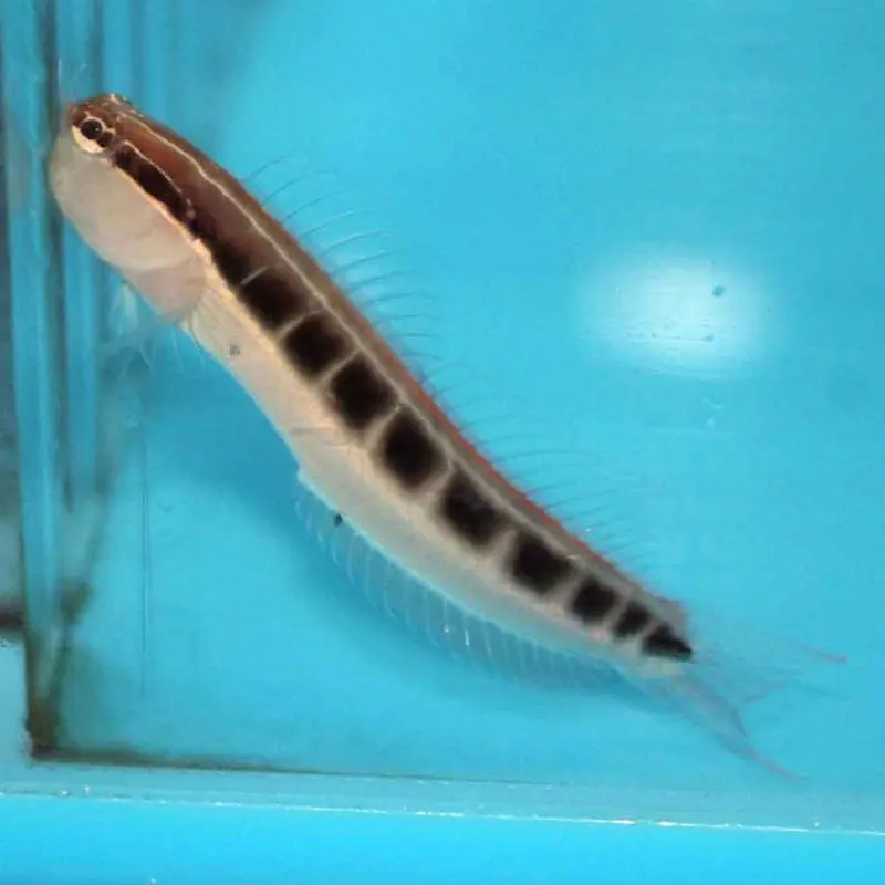 Lined Blenny - Ecsenius lineatus