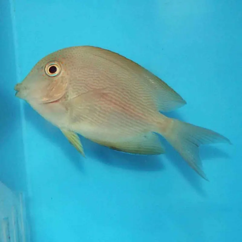 Lined Bristletooth Tang - Ctenochaetus striatus