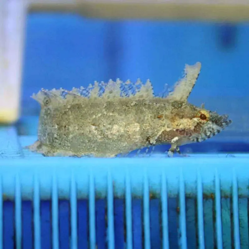 Marbled Blenny - Paraclinus marmoratus
