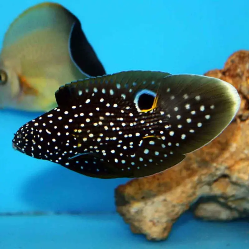 Marine Betta - Calloplesiops altivelis
