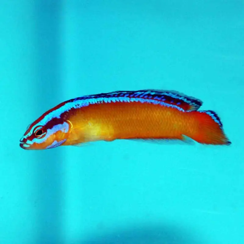 Neon Dottyback - Pseudochromis aldabraensis - CB
