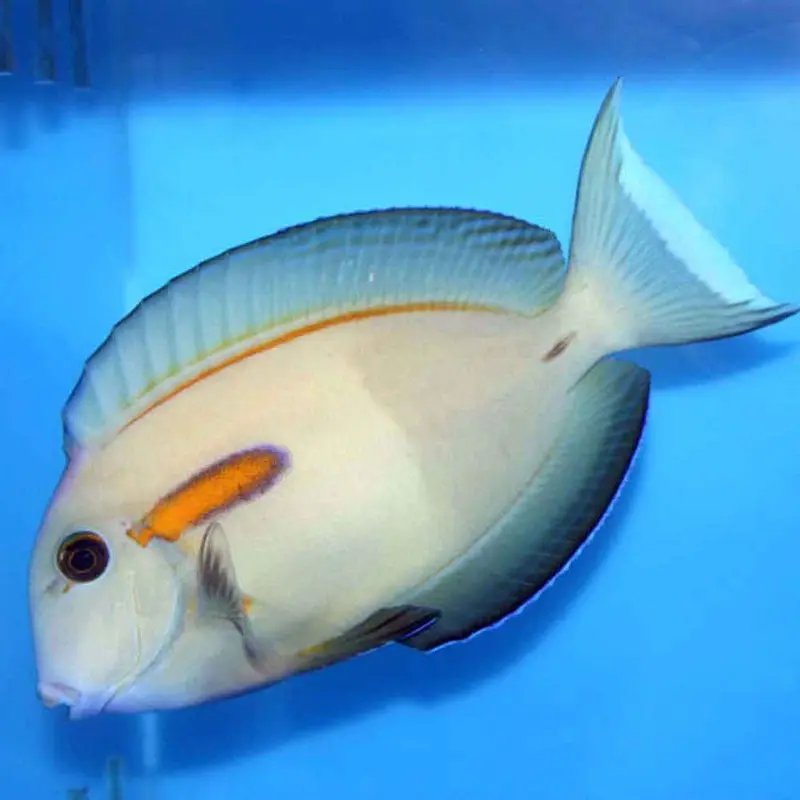 Orange Shoulder Tang - Acanthurus olivaceus - Juvenile