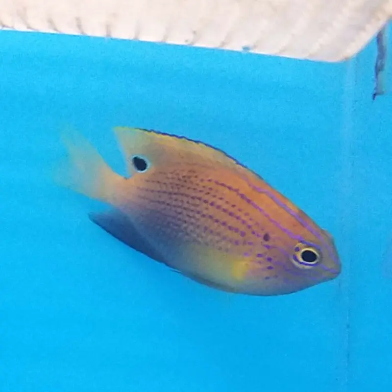 Princess Damsel - Pomacentrus vaiuli - Small/Medium
