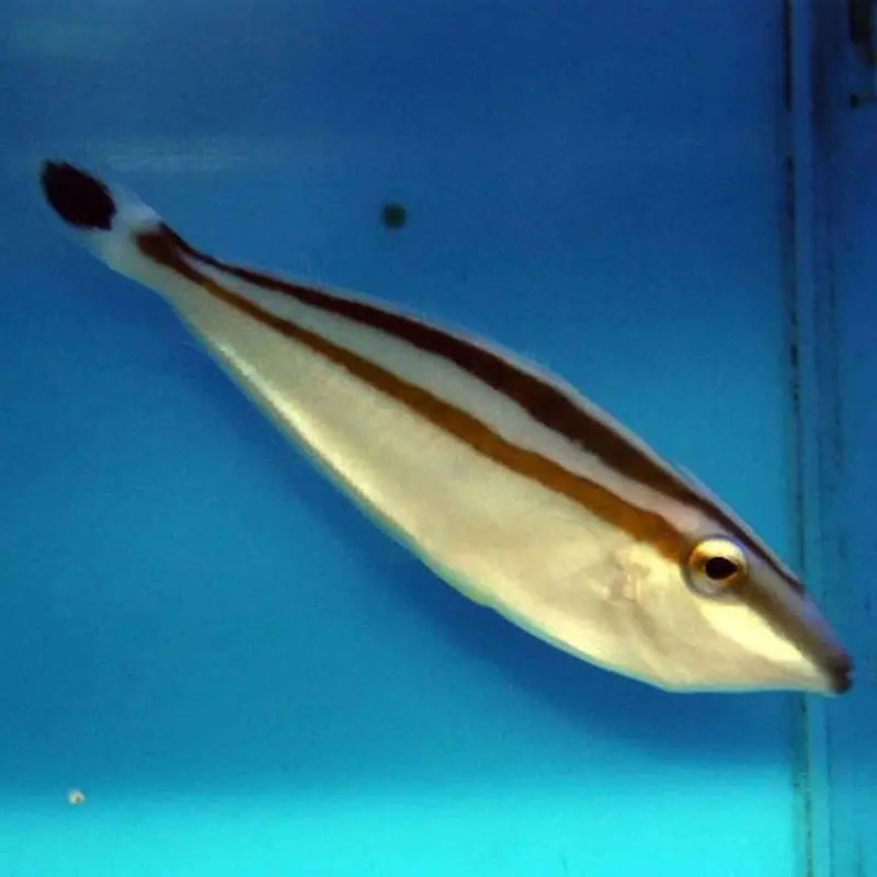 Rhinoceros Filefish - Pseudalutarius nasicornis