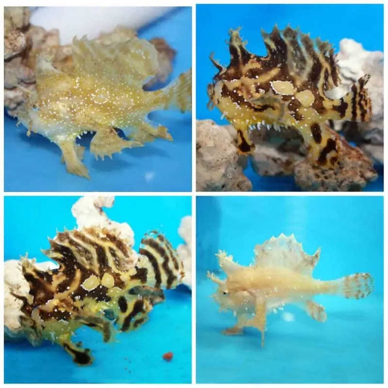 Sargassum Angler - Histrio histrio - Small