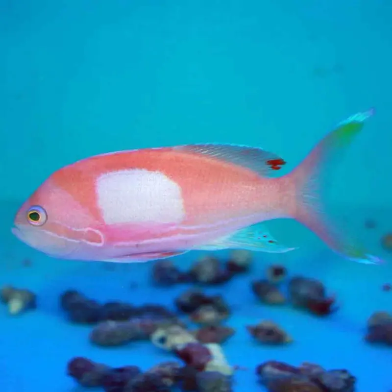 Square Anthias - Pseudanthias pleurotaenia - Small/Med Male