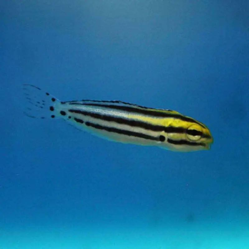 Striped Fangblenny - Meiacanthus grammistes - CB