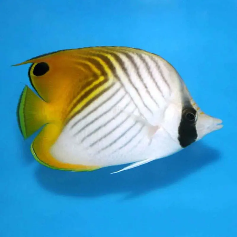 Threadfin Butterfly - Chaetodon auriga - Medium