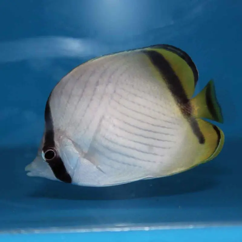 Vagabond Butterfly - Chaetodon vagabundus - Medium