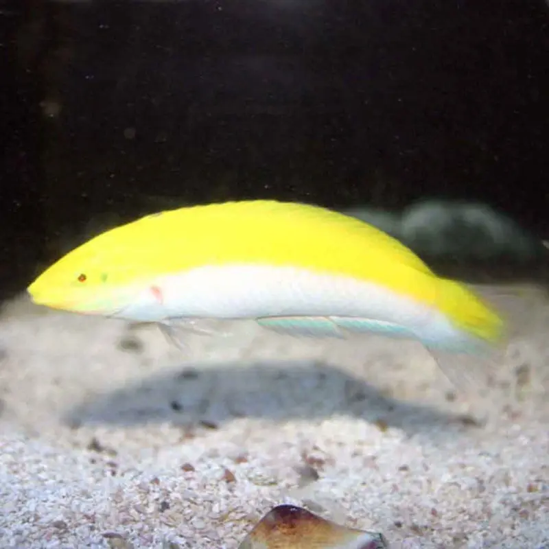 Whitebelly Wrasse - Halichoeres leucoxanthus