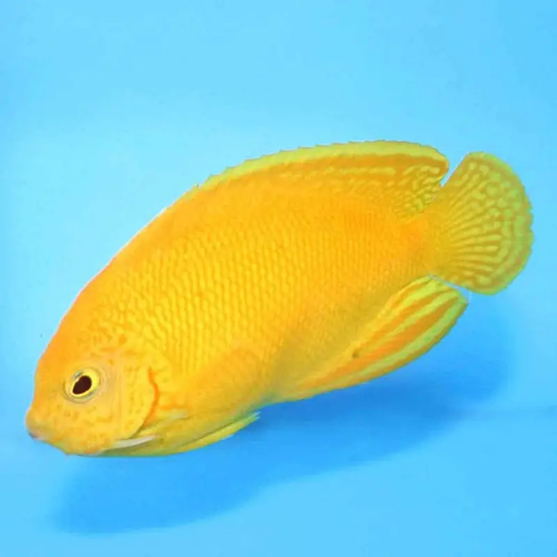 Yellow Pygmy Angel - Centropyge heraldi - Medium