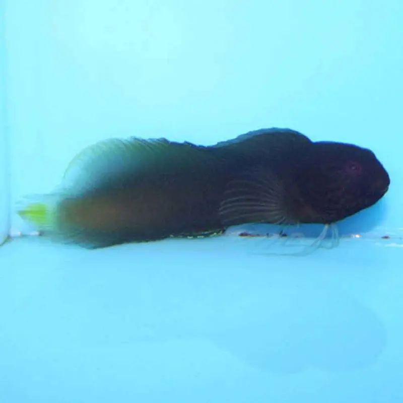 Yellowtail Blenny - Ecsenius sp.