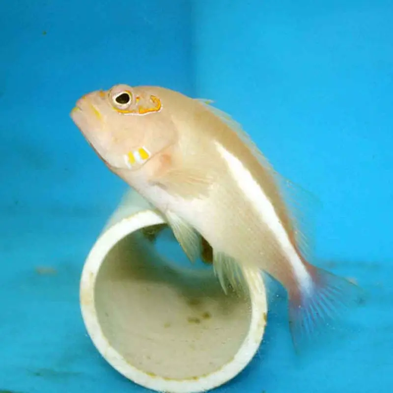 Arc-eye Hawkfish - Paracirrhites arcatus