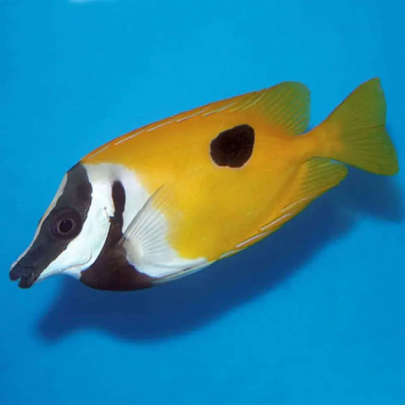 Blotched Foxface - Siganus unimaculatus - XSmall