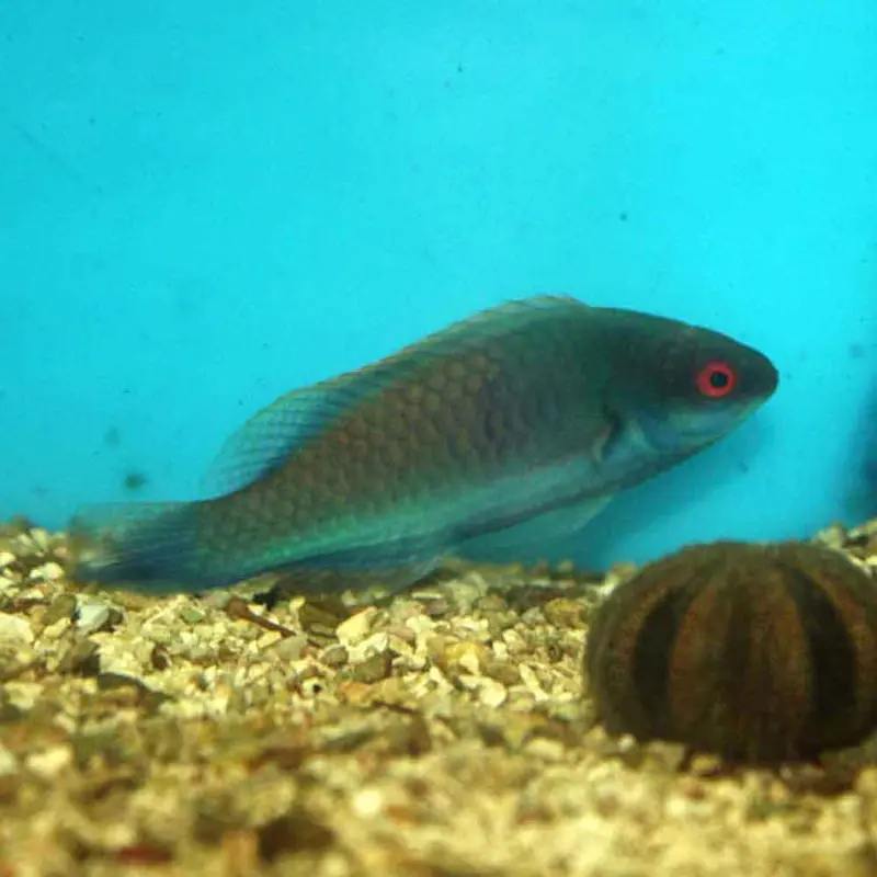 Blueside Fairy Wrasse - Cirrhilabrus cyanopleura - Male