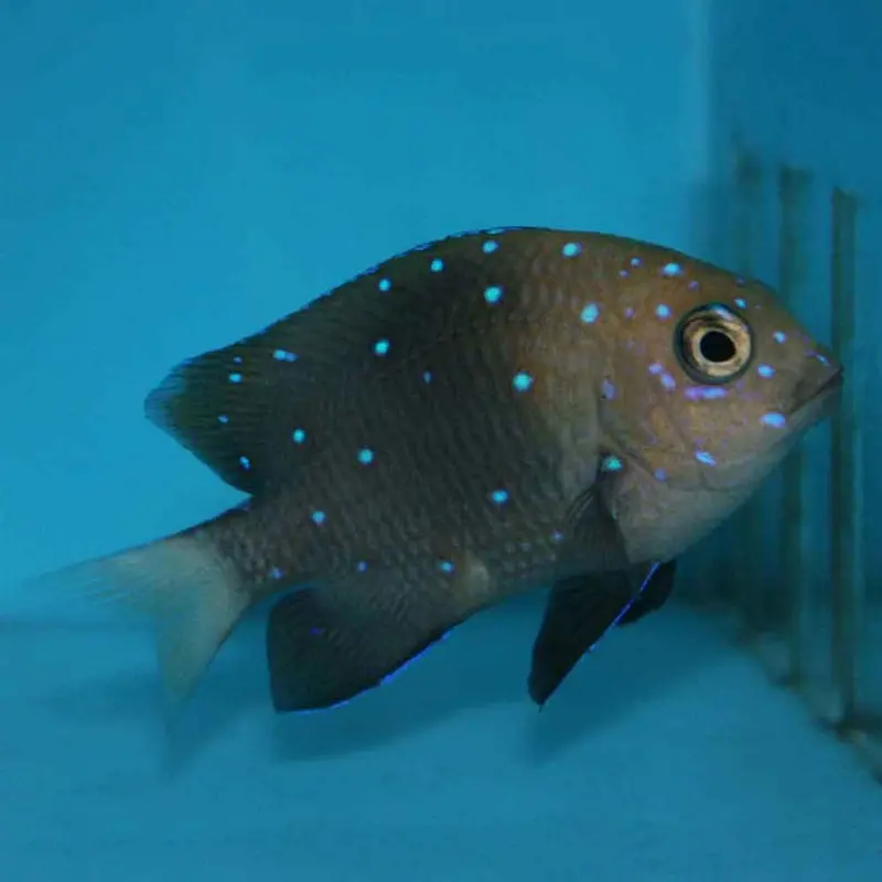 Caribbean Jewel Damsel - Microspathodon chrysurus - Juv.