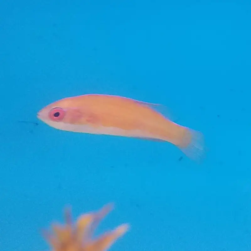 Carpenter's Flasher Wrasse - Paracheilinus carpenteri - Juv.