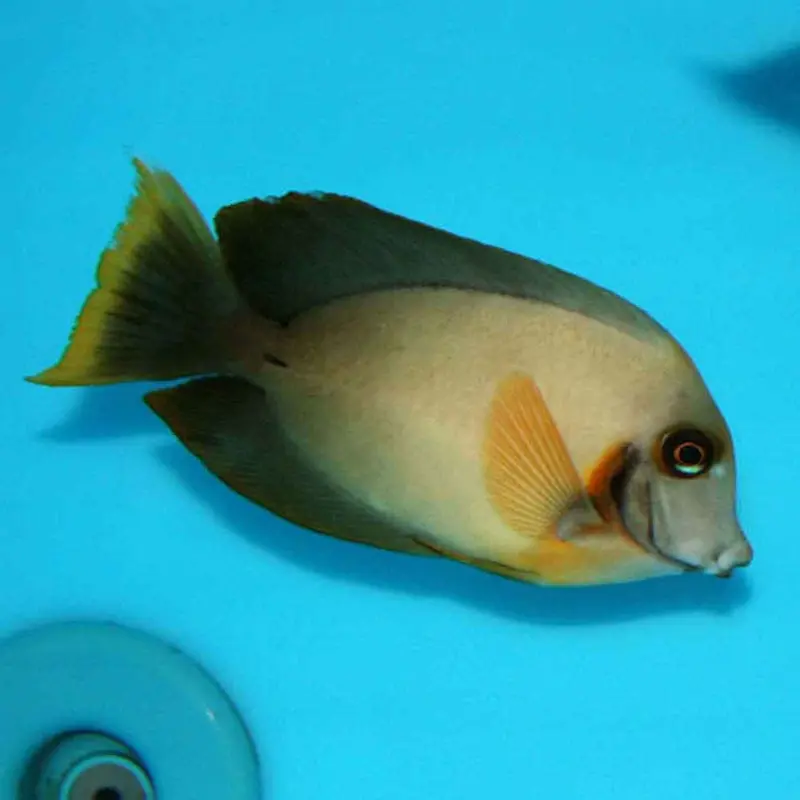 Chocolate Mimic Tang - Acanthurus pyroferus - Large