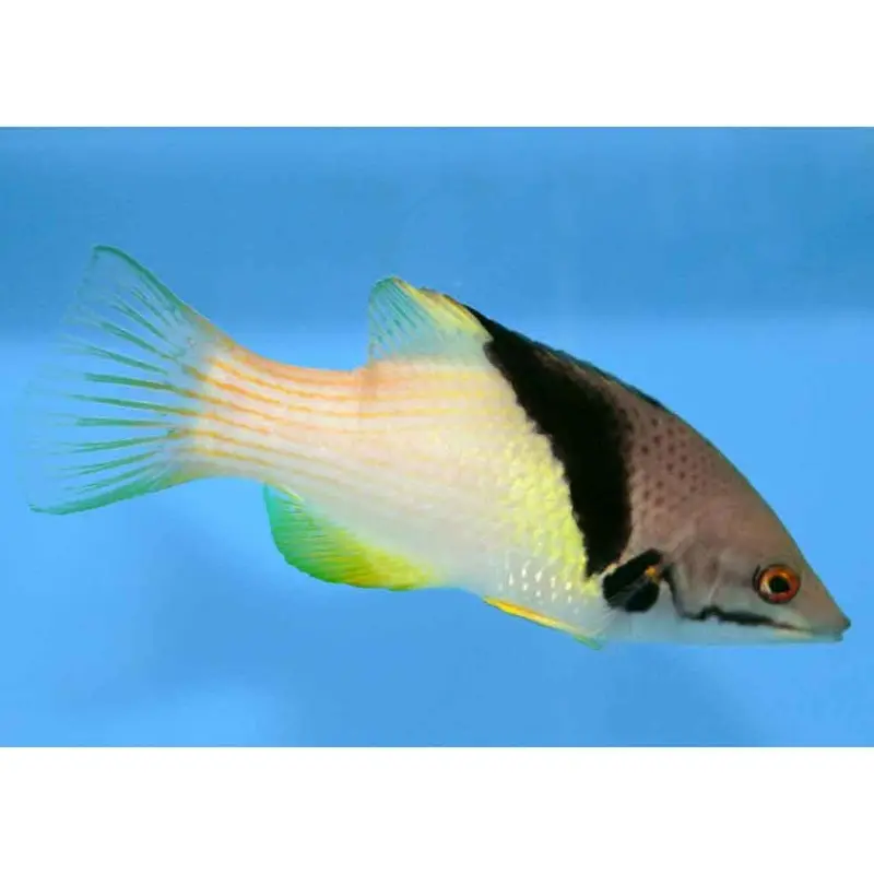 Coral Hogfish - Bodianus mesothorax - Large