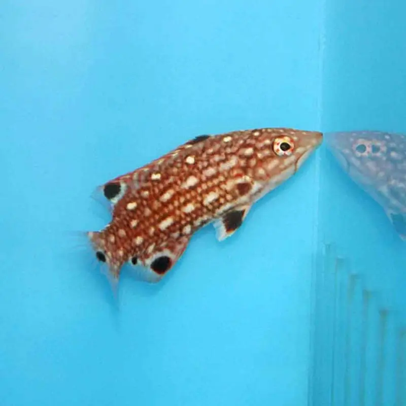 Diana Hogfish - Bodianus diana - Sub-adult