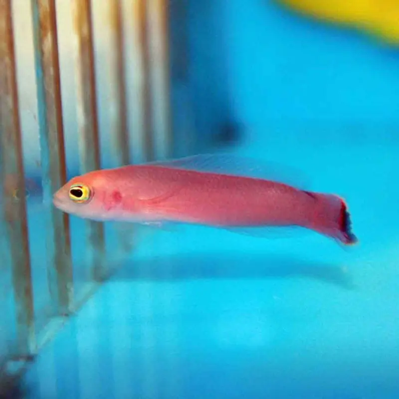 Elongated Dottyback - Pseudochromis elongatus - CB