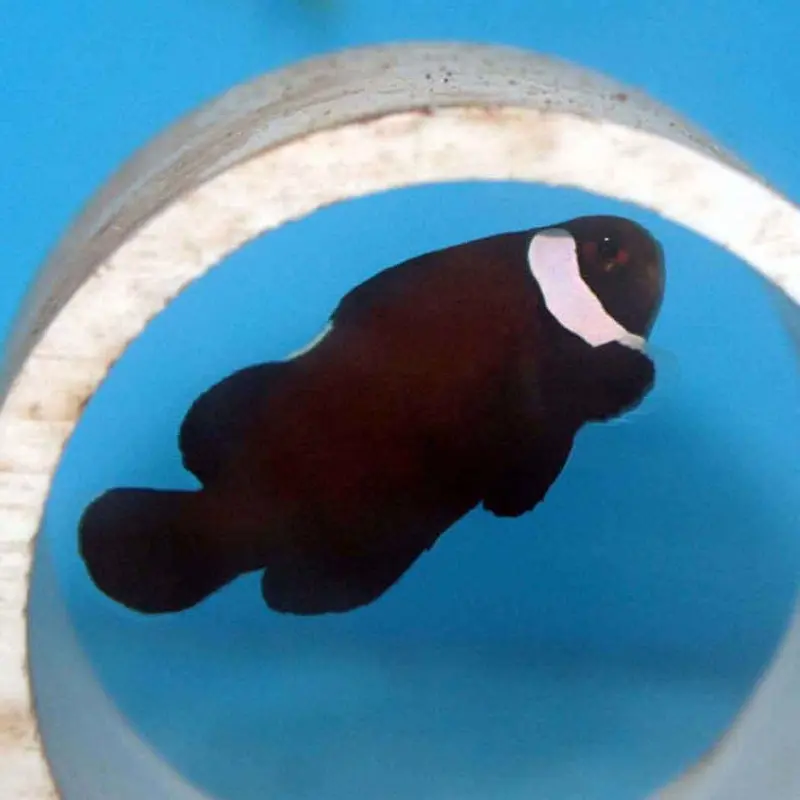 Extreme Misbar Black Ocellaris Clownfish - A. ocellaris - CB