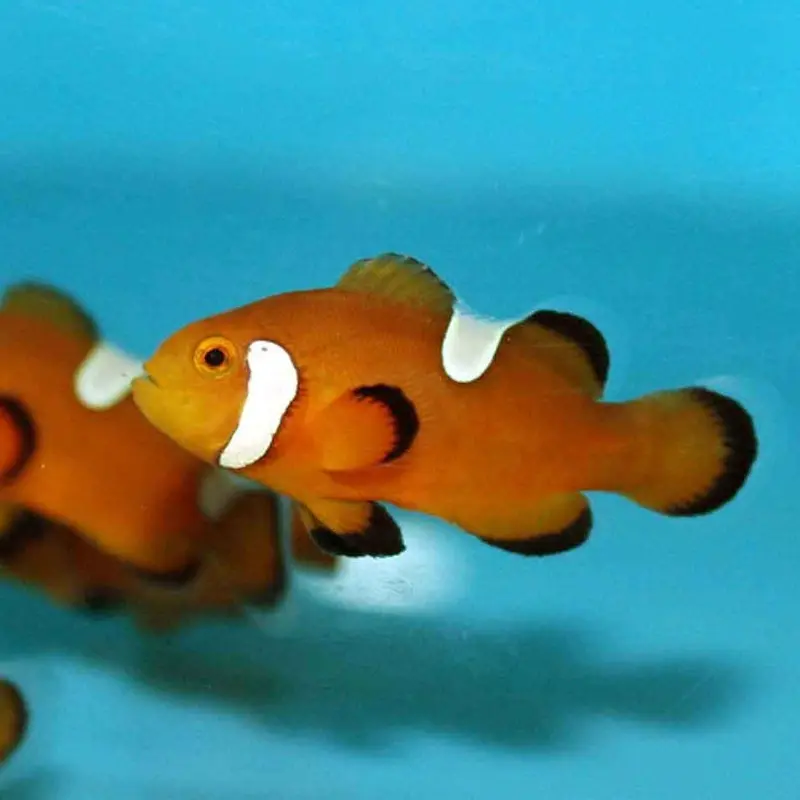 Extreme Misbar Ocellaris Clownfish - A. ocellaris - CB