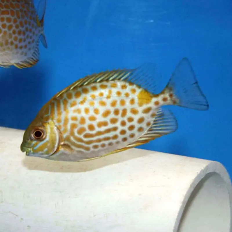 Goldlined Rabbitfish - Siganus guttatus - Small