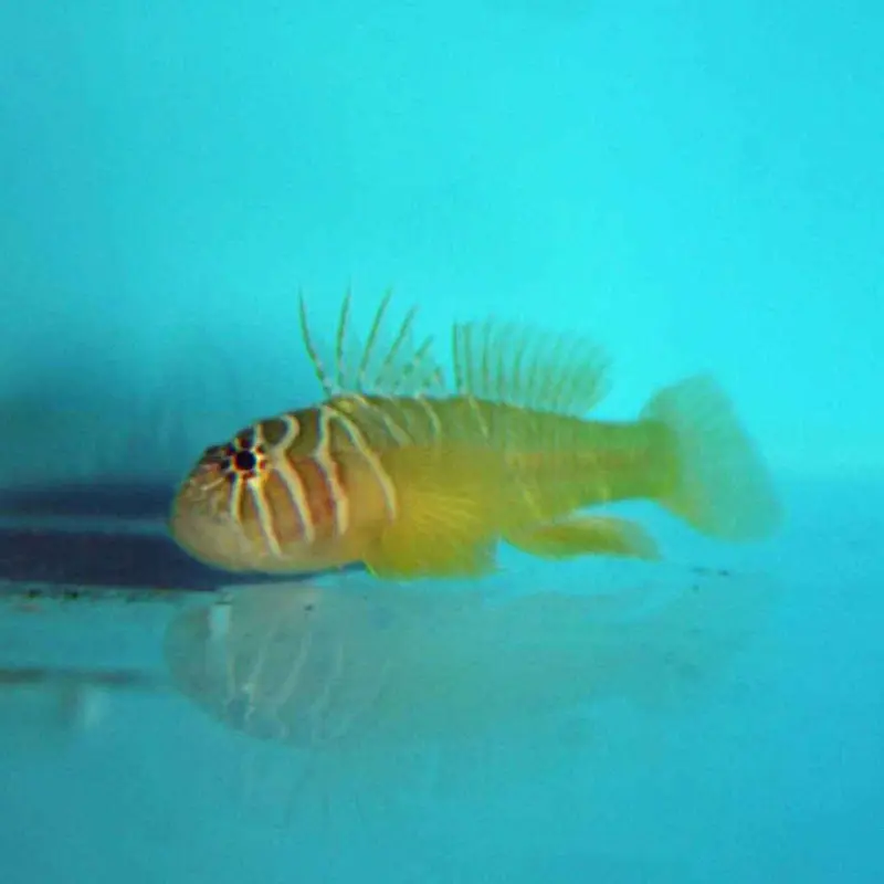 Half-barred Goby - Priolepis semidoliata