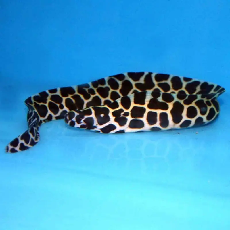 Honeycomb Moray Eel - Gymnothorax favagineus - Medium/Large