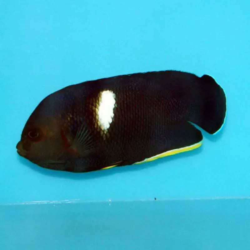 Keyhole Pygmy Angel - Centropyge tibicen - Small/Medium