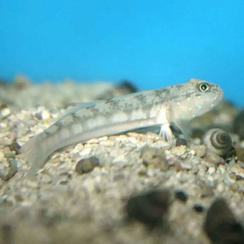 Ladder Glider Goby - Valenciennea sexguttata - Small