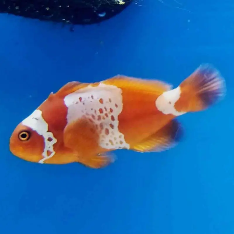 Lightning Maroon Clown - Premnas biaculeatus - CB