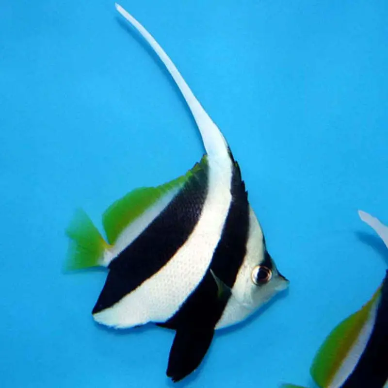 Longfin Bannerfish - Heniochus acuminatus - Medium