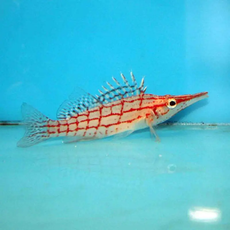 Longnose Hawkfish - Oxycirrhites typus