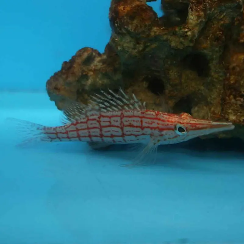 Longnose Hawkfish - Oxycirrhites typus - Medium/Large