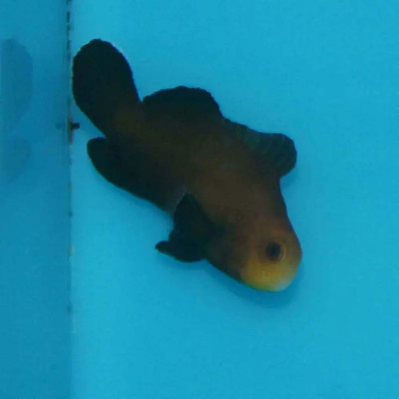 Midnight Clownfish - Amphiprion ocellaris - CB