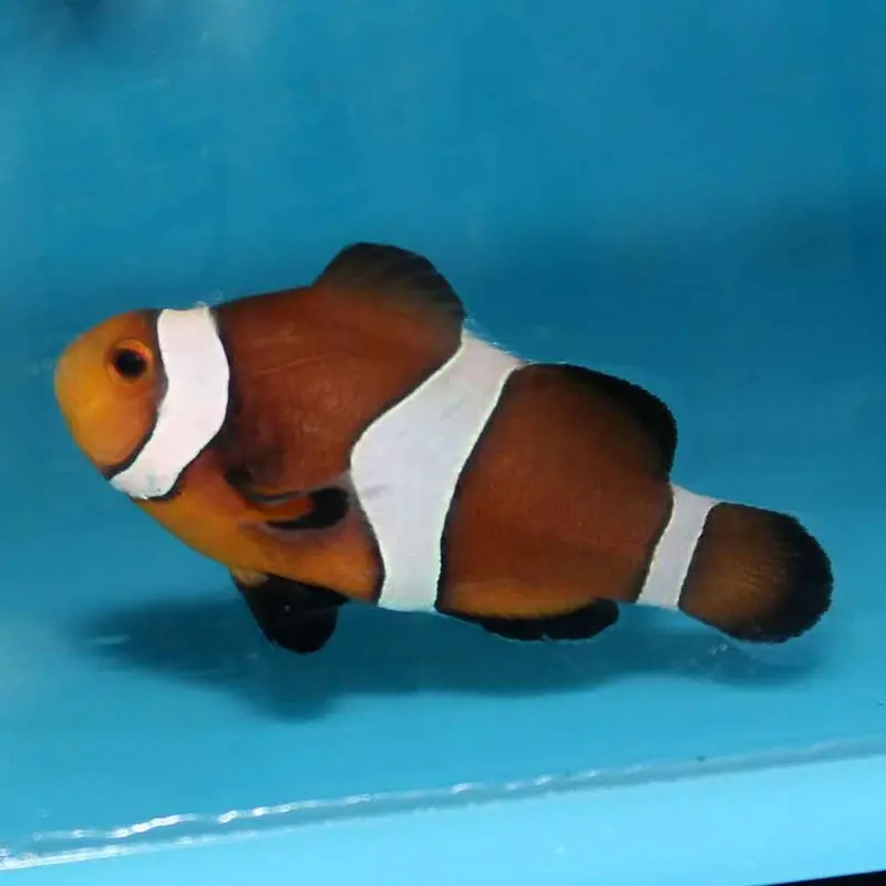 Mocha Ocellaris Clownfish - Amphiprion ocellaris - CB