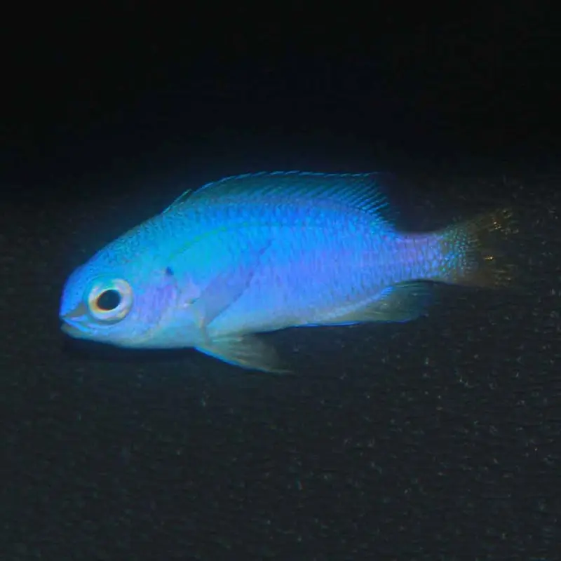 Neon Damsel - Pomacentrus coelestis