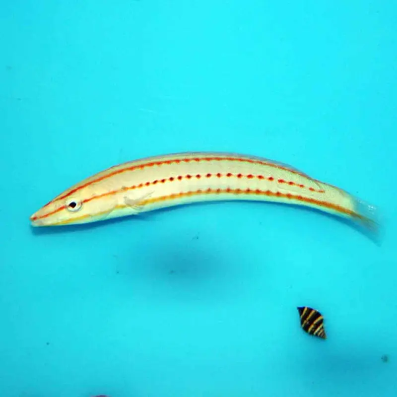 Pastel Ring Wrasse - Hologymnosus doliatus - Juvenile