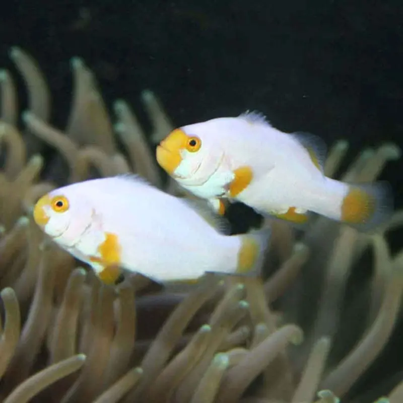 Platinum Clownfish - Amphiprion percula - CB